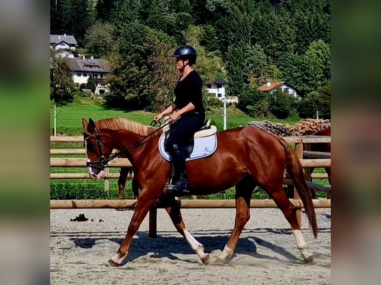 Caballo de deporte irlandés Yegua 4 años 164 cm Alazán in Gummern