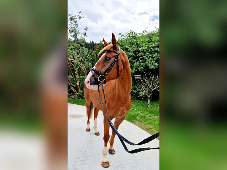 Caballo de deporte irlandés Yegua 4 años 164 cm Alazán in Gummern