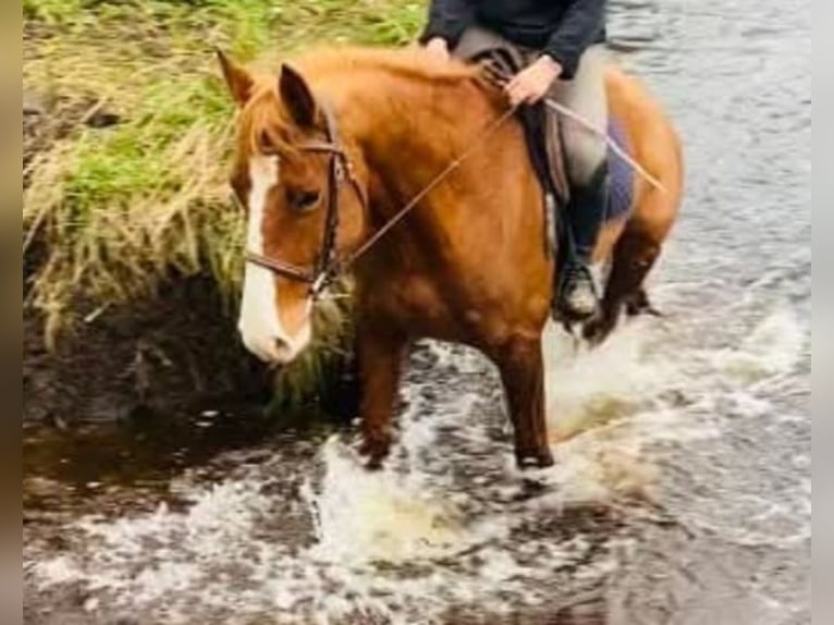 Caballo de deporte irlandés Yegua 4 años 164 cm Alazán in Gummern