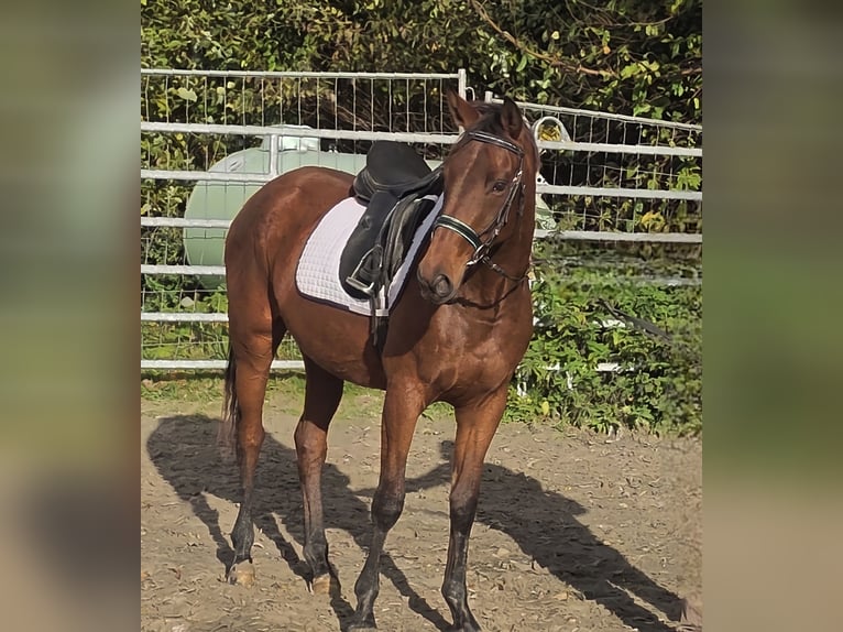 Caballo de deporte irlandés Yegua 4 años 164 cm Castaño in Lage
