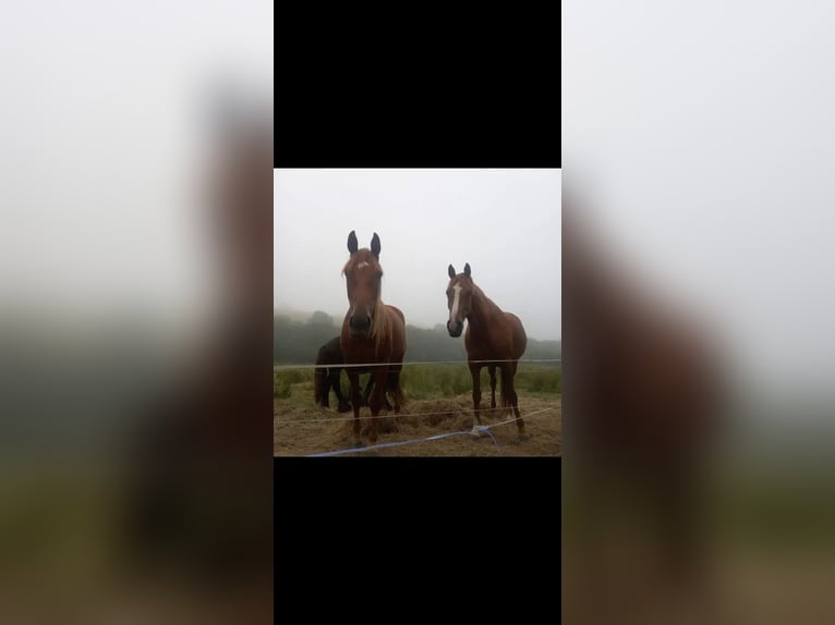 Caballo de deporte irlandés Yegua 4 años 165 cm Alazán in Cork city northside