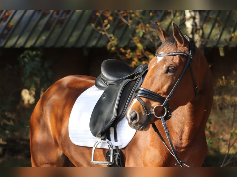 Caballo de deporte irlandés Yegua 4 años 165 cm Castaño in Nordhorn