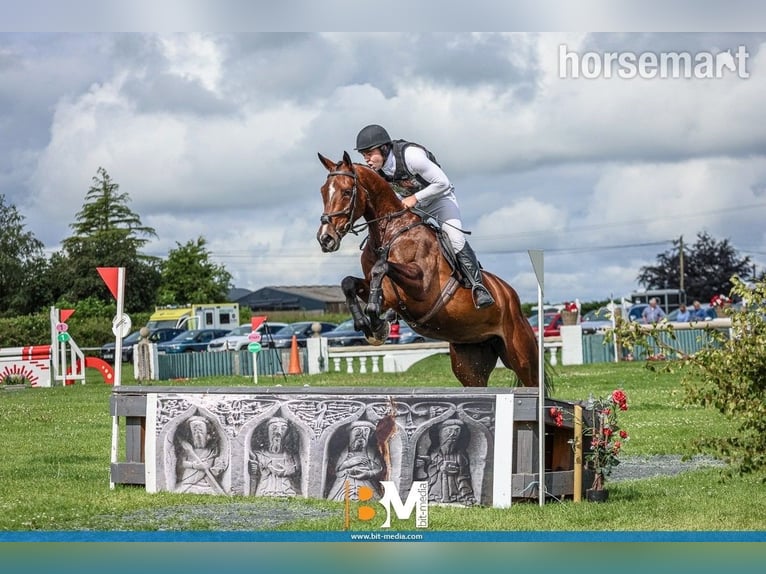 Caballo de deporte irlandés Yegua 4 años 165 cm Castaño rojizo in Kildare
