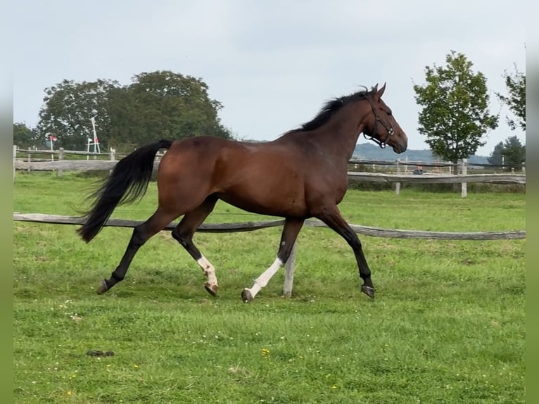 Caballo de deporte irlandés Yegua 4 años 166 cm Castaño in Boutersem