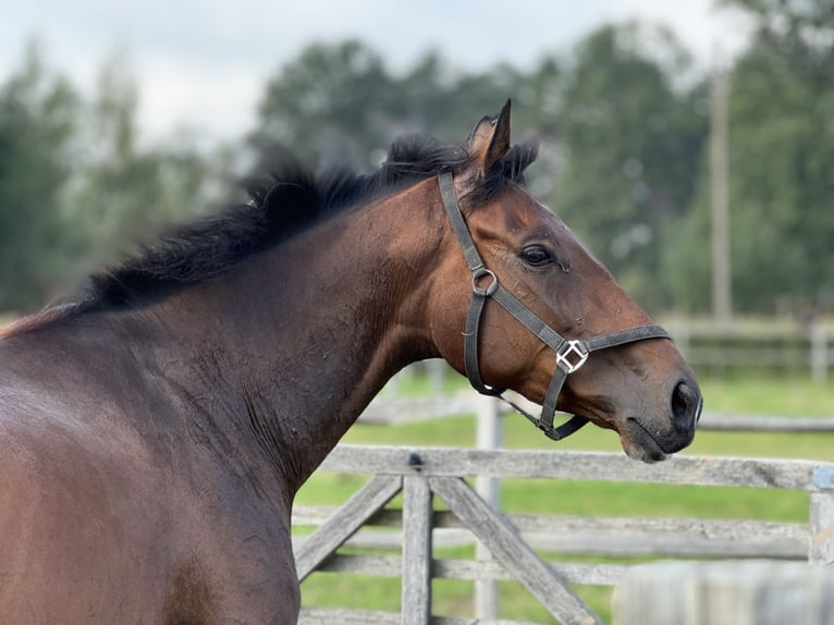 Caballo de deporte irlandés Yegua 4 años 166 cm Castaño in Boutersem