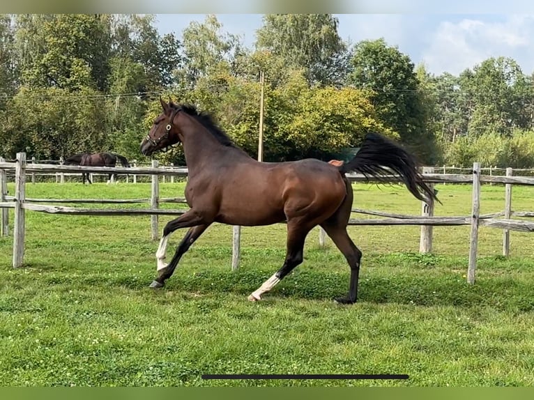 Caballo de deporte irlandés Yegua 4 años 166 cm Castaño in Boutersem