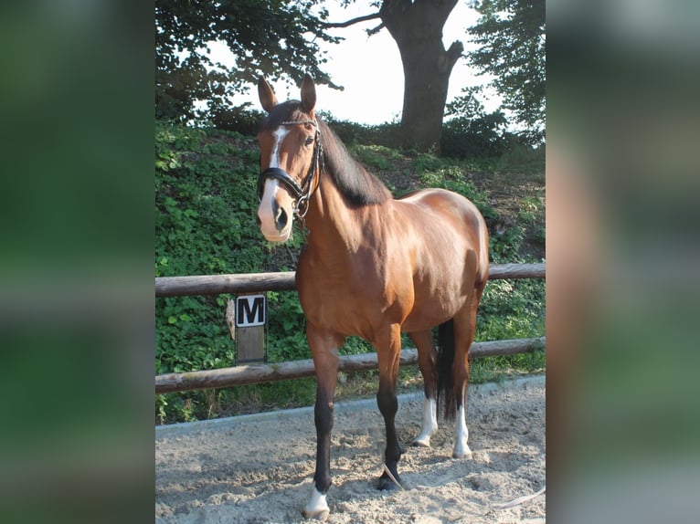 Caballo de deporte irlandés Yegua 4 años 166 cm Castaño in Witten