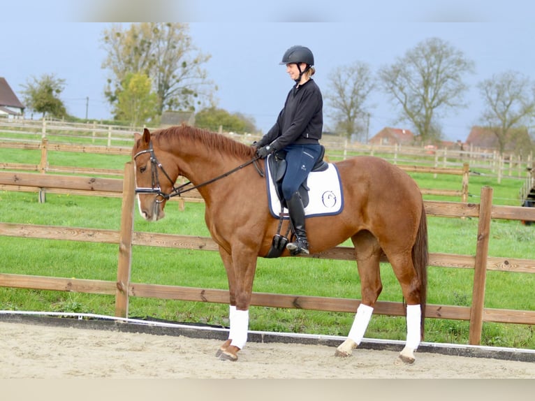 Caballo de deporte irlandés Yegua 4 años 167 cm Alazán rojizo in Bogaarden