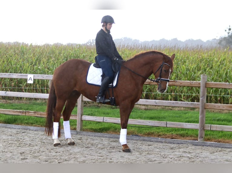 Caballo de deporte irlandés Yegua 4 años 167 cm Alazán rojizo in Bogaarden