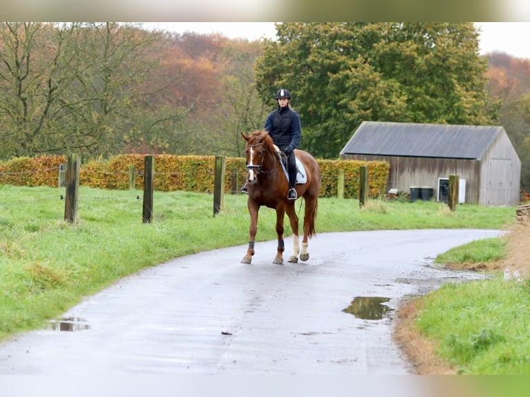 Caballo de deporte irlandés Yegua 4 años 167 cm Alazán rojizo in Bogaarden