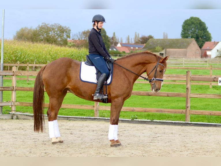 Caballo de deporte irlandés Yegua 4 años 167 cm Alazán rojizo in Bogaarden