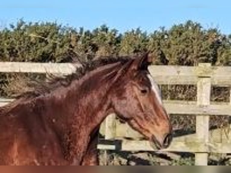 Caballo de deporte irlandés Yegua 4 años 167 cm Alazán-tostado in Enniscorthy