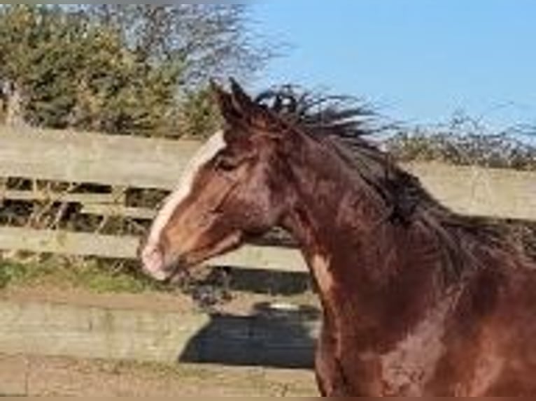 Caballo de deporte irlandés Yegua 4 años 167 cm Alazán-tostado in Enniscorthy