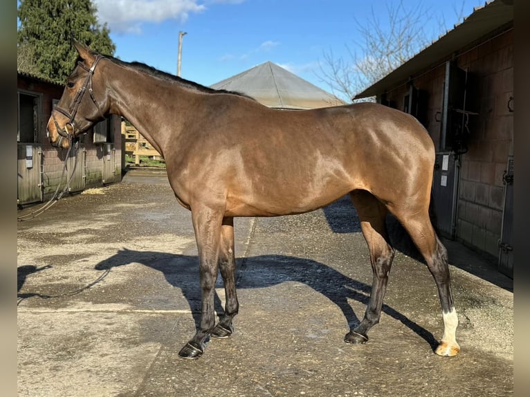 Caballo de deporte irlandés Yegua 4 años 167 cm Castaño in Boutersem