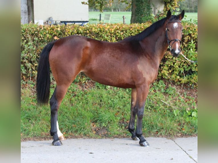 Caballo de deporte irlandés Yegua 4 años 167 cm Castaño in Boutersem