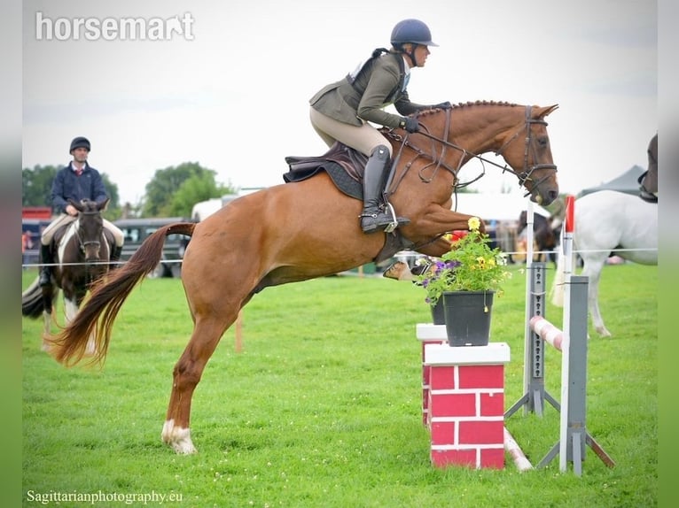 Caballo de deporte irlandés Yegua 4 años 168 cm Alazán-tostado in Dublin