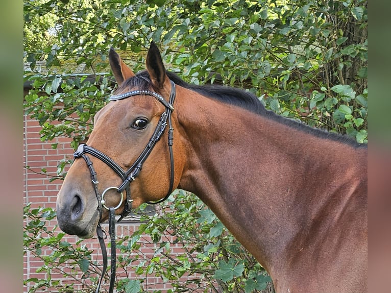 Caballo de deporte irlandés Yegua 4 años 168 cm Castaño in Nettetal