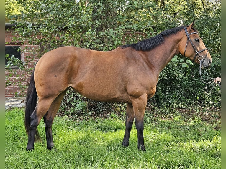 Caballo de deporte irlandés Yegua 4 años 168 cm Castaño in Nettetal