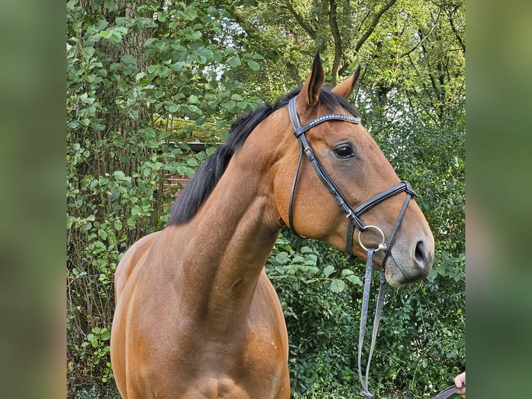 Caballo de deporte irlandés Yegua 4 años 168 cm Castaño in Nettetal