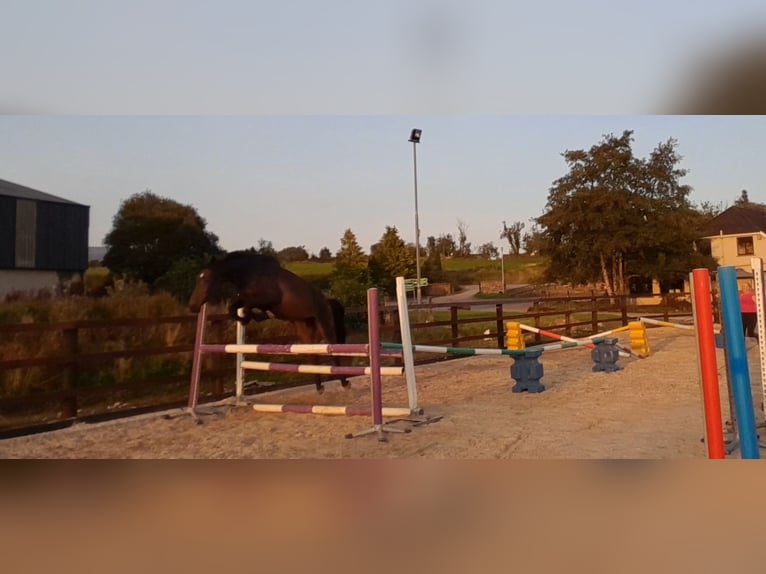 Caballo de deporte irlandés Mestizo Yegua 4 años 168 cm Castaño in Leitrim