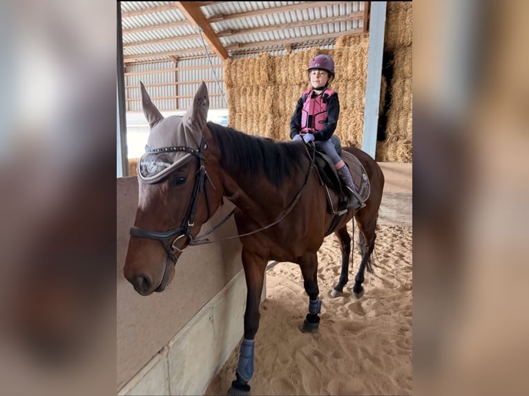Caballo de deporte irlandés Yegua 4 años 168 cm Castaño-ruano in Rhede