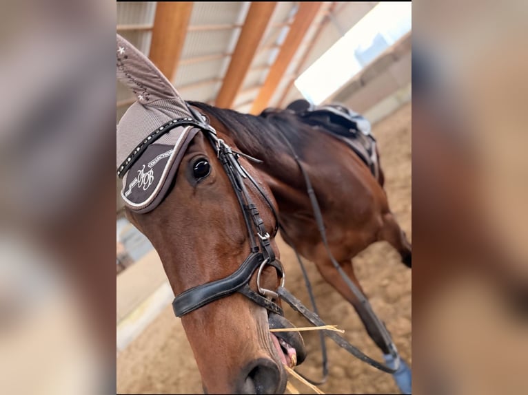 Caballo de deporte irlandés Yegua 4 años 168 cm Castaño-ruano in Rhede