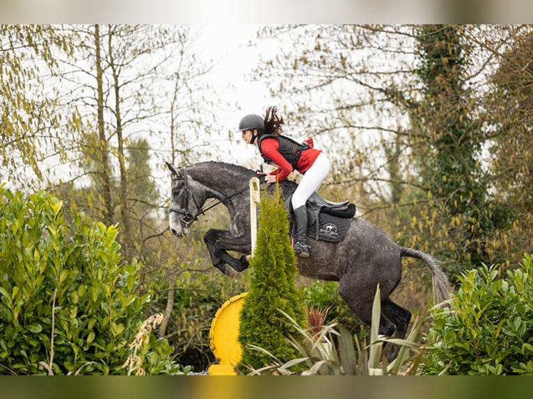 Caballo de deporte irlandés Yegua 4 años 168 cm Tordo in Athenry