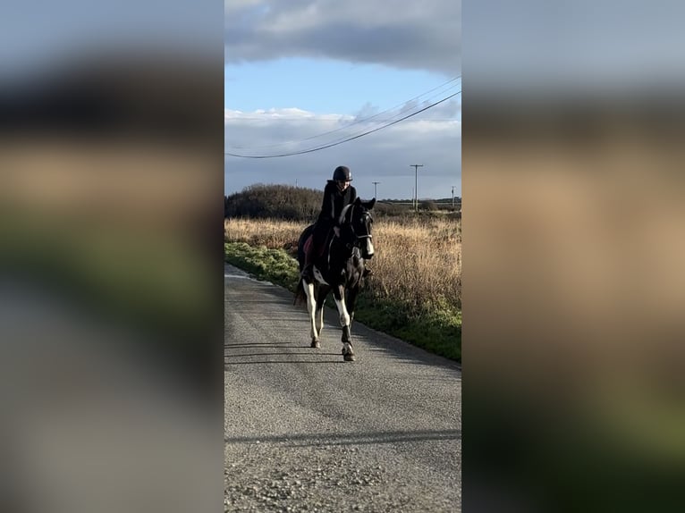 Caballo de deporte irlandés Yegua 4 años 170 cm Pío in Pembrokeshire