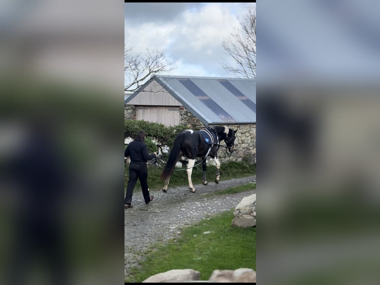 Caballo de deporte irlandés Yegua 4 años 170 cm Pío in Pembrokeshire