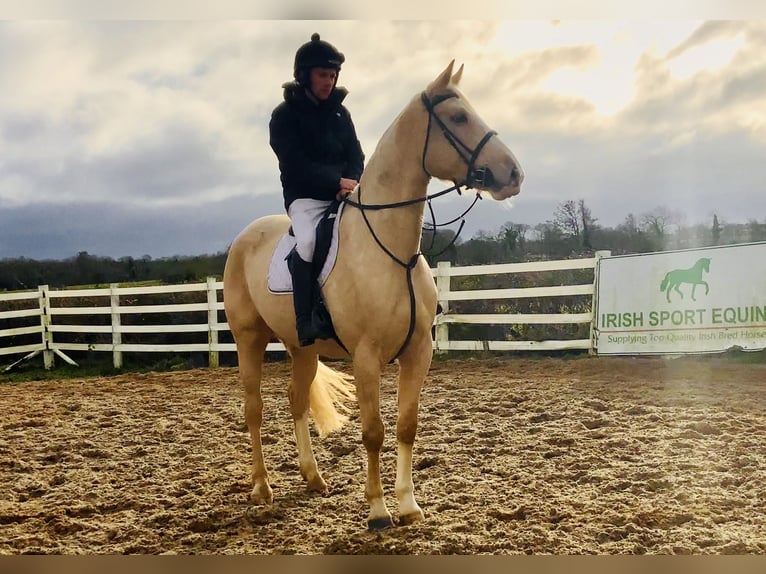 Caballo de deporte irlandés Yegua 4 años 172 cm Palomino in Mountrath
