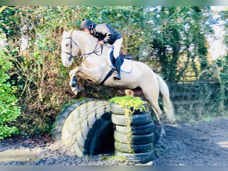 Caballo de deporte irlandés Yegua 4 años 172 cm Palomino in Mountrath
