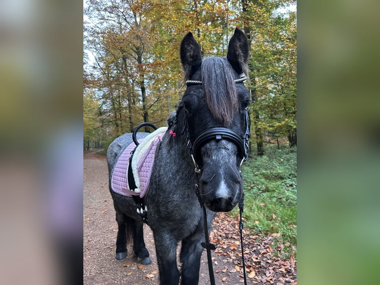 Caballo de deporte irlandés Mestizo Yegua 5 años 118 cm in Idstein