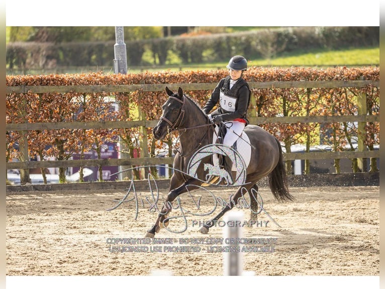 Caballo de deporte irlandés Yegua 5 años 145 cm Negro in Sligo