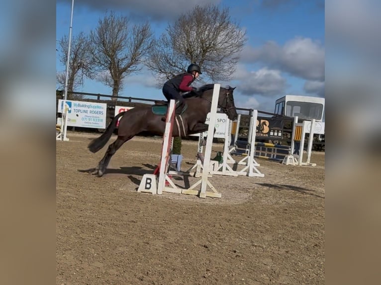 Caballo de deporte irlandés Yegua 5 años 145 cm Negro in Sligo
