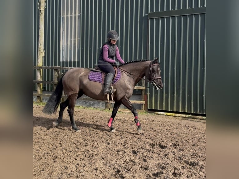 Caballo de deporte irlandés Yegua 5 años 145 cm Negro in Sligo