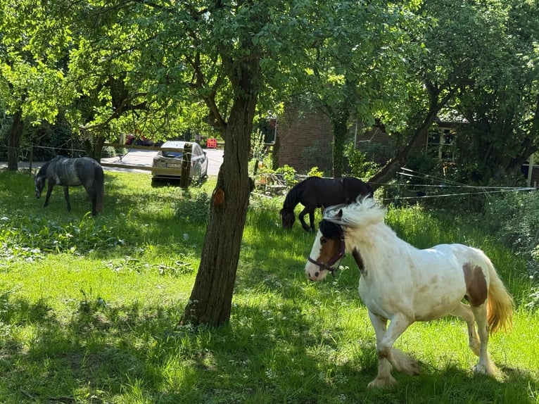 Caballo de deporte irlandés Mestizo Yegua 5 años 145 cm Pío in Bonn