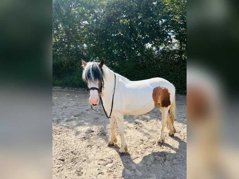 Caballo de deporte irlandés Mestizo Yegua 5 años 145 cm Pío in Bonn