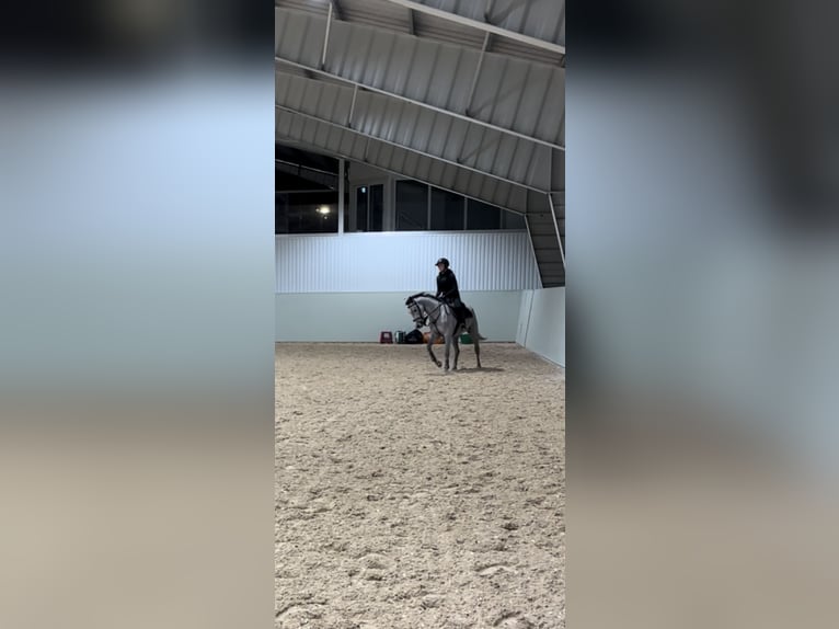 Caballo de deporte irlandés Yegua 5 años 148 cm Tordo in Västra Götaland