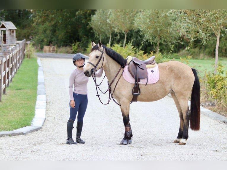 Caballo de deporte irlandés Yegua 5 años 151 cm Bayo in Bogaarden Caballo de deporte irlandés Yegua 5 años 151 cm Bayo in Bogaarden