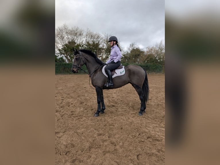 Caballo de deporte irlandés Yegua 5 años 152 cm Castaño oscuro in Dublin