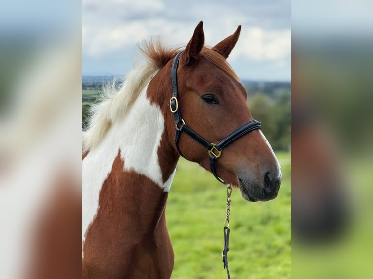 Caballo de deporte irlandés Yegua 5 años 155 cm Pío in Dublin