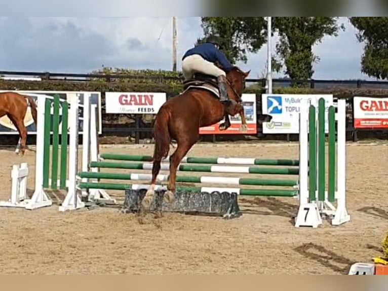 Caballo de deporte irlandés Yegua 5 años 158 cm Alazán-tostado in Drumshanbo