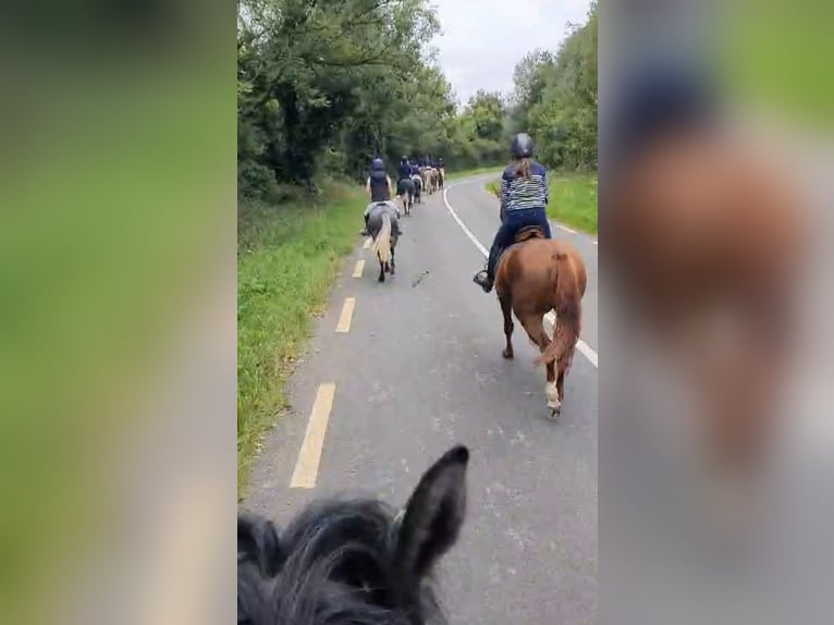 Caballo de deporte irlandés Yegua 5 años 158 cm Alazán-tostado in Drumshanbo