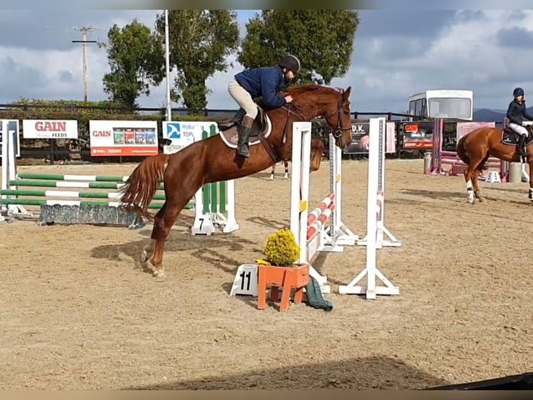 Caballo de deporte irlandés Yegua 5 años 158 cm Alazán-tostado in Drumshanbo