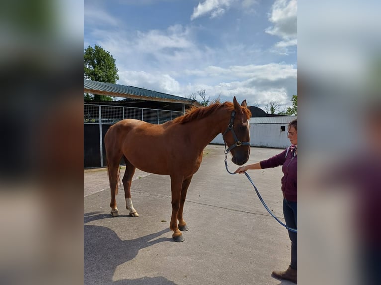 Caballo de deporte irlandés Yegua 5 años 158 cm Alazán-tostado in Drumshanbo