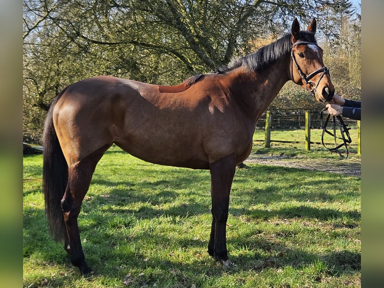 Caballo de deporte irlandés Yegua 5 años 158 cm Castaño in Wachtendonk