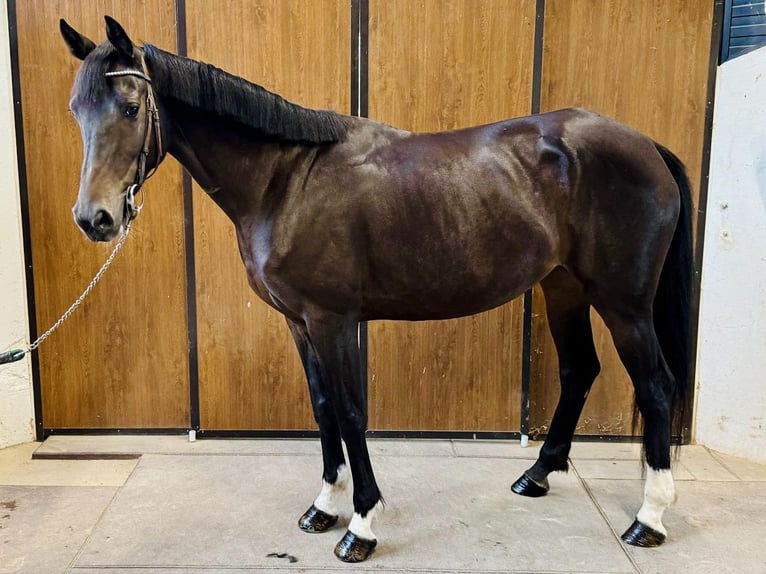 Caballo de deporte irlandés Yegua 5 años 158 cm Castaño in GROTE-BROGEL