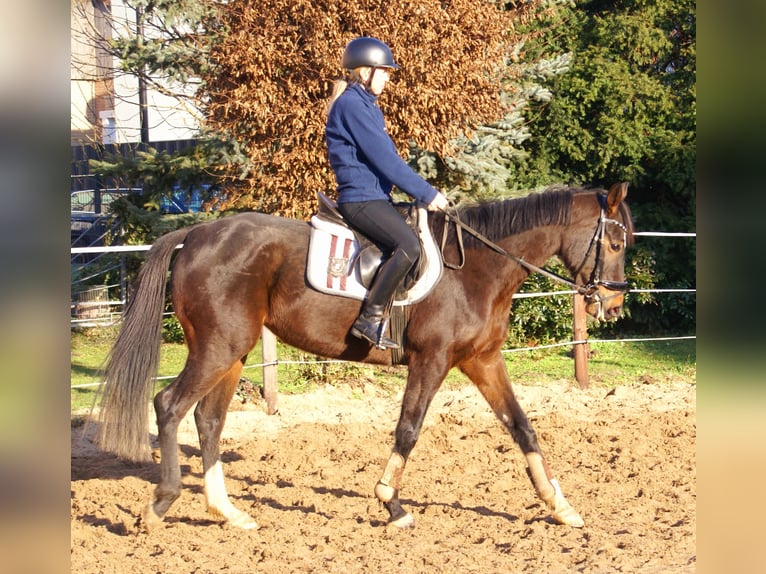 Caballo de deporte irlandés Yegua 5 años 158 cm Castaño oscuro in Velpke