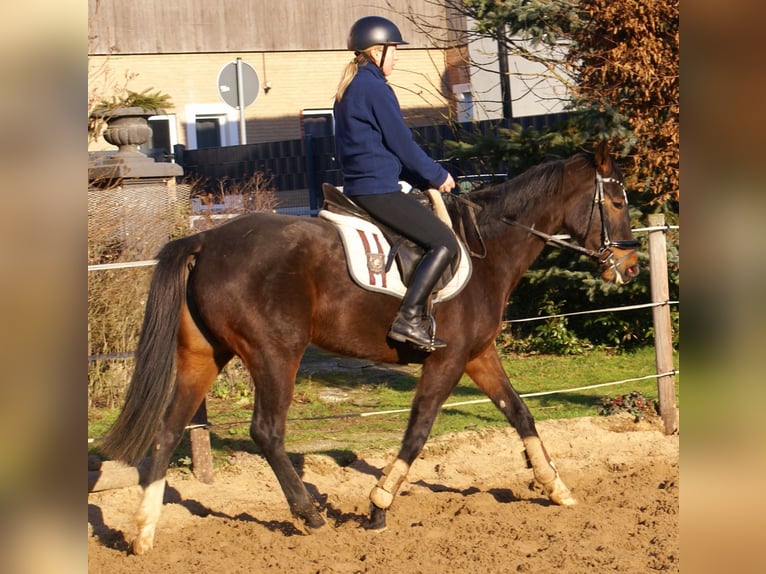 Caballo de deporte irlandés Yegua 5 años 158 cm Castaño oscuro in Velpke