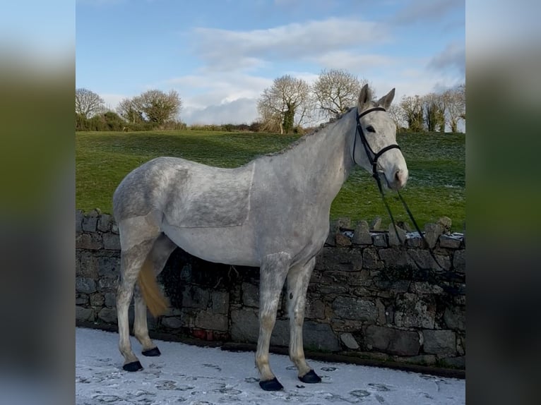 Caballo de deporte irlandés Yegua 5 años 158 cm Tordo in Down